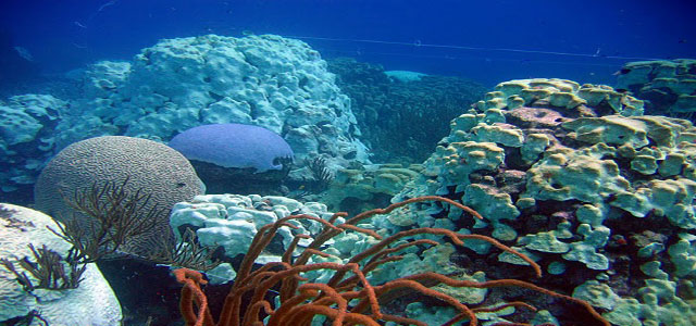 Aumento de temperatura del agua en Los Roques pone en peligro la vida de los corales