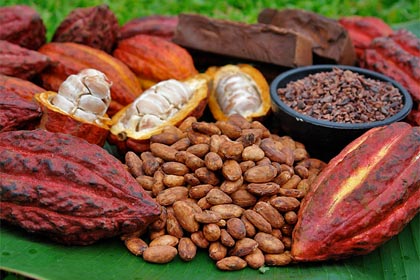 El cacao en la gastronomía en Ondas Universitarias