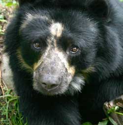 Hablarán acerca de esfuerzos para evitar la extinción del oso andino