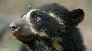 Cómo evitar la extinción del oso andino en Descubre a la Simón