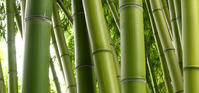 Estudian uso del bambú para construcción de viviendas ecológicas de bajo costo