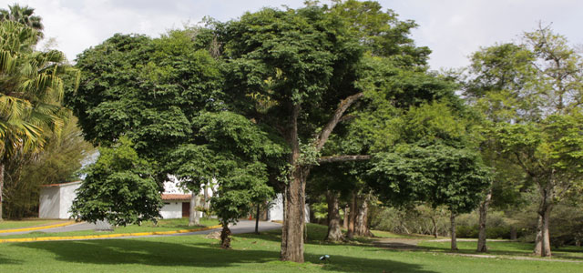 USB emprende campaña para salvar árboles y jardines del campus