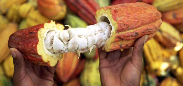 El mejor cacao de aroma está en Venezuela