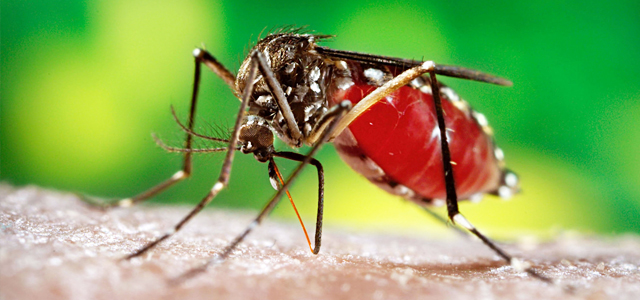 Dificultad para eliminar criaderos agudiza epidemia de dengue y chikungunya
