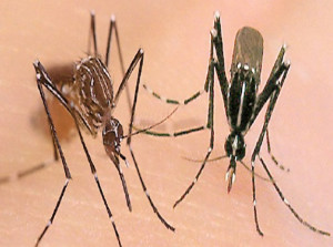 A la izquierda, Aedes aegypti hembra; a la derecha  Ae. albopictus hembra.