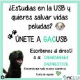 La agrupación estudiantil Grupo de Apoyo Canino (GAC USB) está en la búsqueda de nuevos integrantes para trabajar de forma voluntaria en el rescate y cuidado de los animales que […]