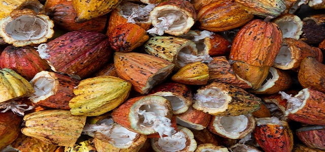 Charla Una visión  del cacao en su evolución comercial e industrial será este sábado